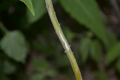Dioscorea tomentosa